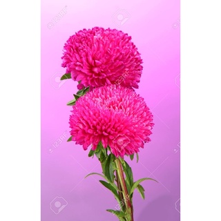 Cúc mẫu đơn đang nụ
