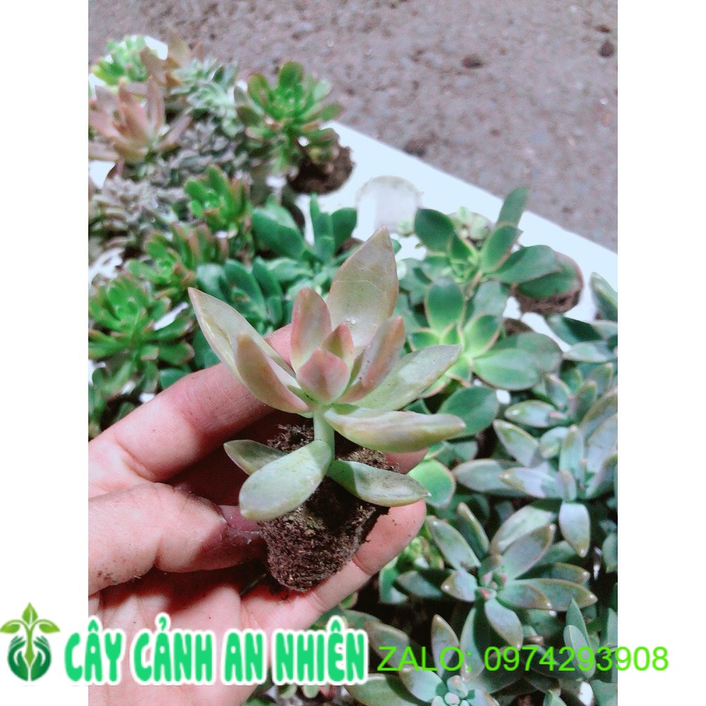 COMBO 12 CÂY SEN ĐÁ