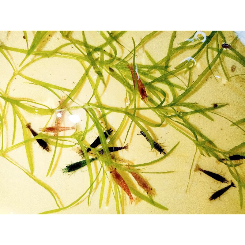 Compo 5bé Tép loạn màu Siêu Đẹp tặng rong