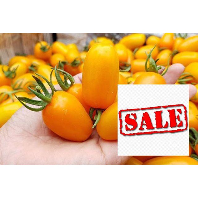 20 hạt giống cà chua nova vàng SALE