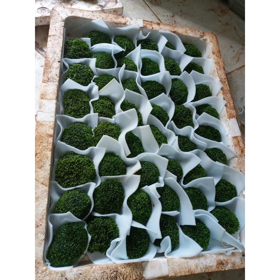 Rêu Mini Fiss Bám Đá loại lớn- Mini Fiss Viên Thuỷ Sinh - viên rêu minifiss - trang trí bể thủy sinh - bể tép