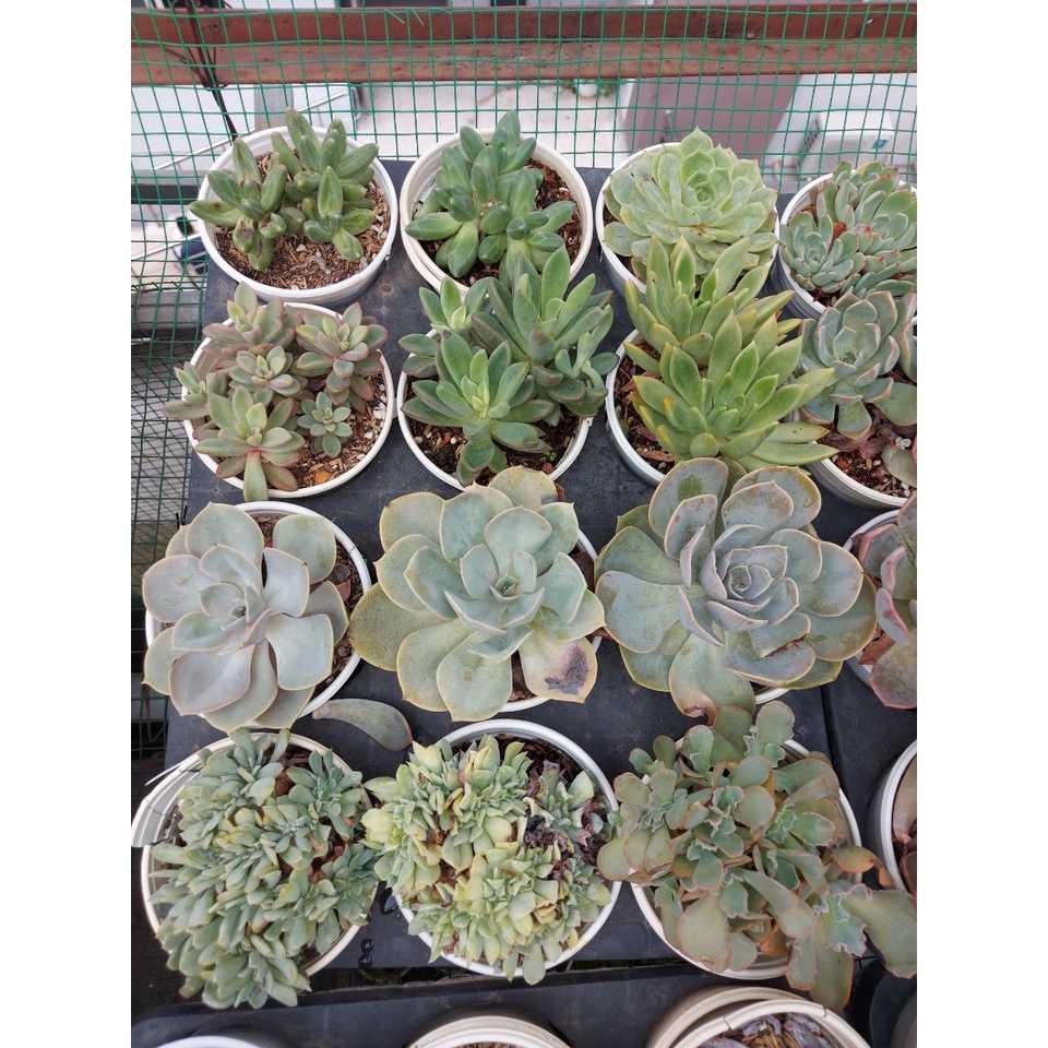 Sen đá cỡ to ngẫu nhiên