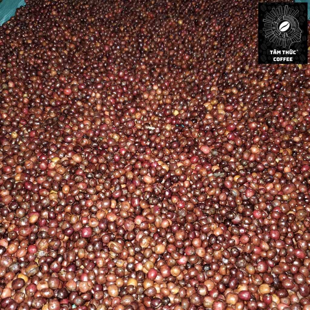 Cà phê nguyên chất Blend Robusta - Arabica rang mộc đậm đà thơm nồng dùng pha phin từ Tâm Thức Coffee - trà Thiên Thảo