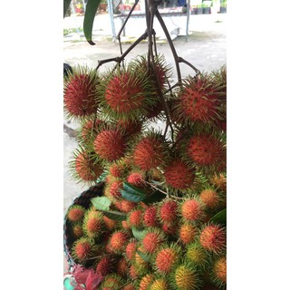 [HCM- BÌNH THẠNH] - Chôm chôm (ảnh thật)