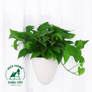 Chậu cây tự dưỡng thông minh - D09 Kẽm