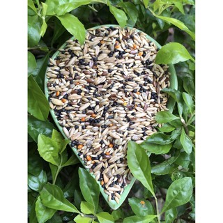 Hạt mix cho các dòng yến hót (hoàng yến, hồng yến, bạch yến, thanh yến,....) manh manh, sắc nhật, bạc má -  gói 1kg