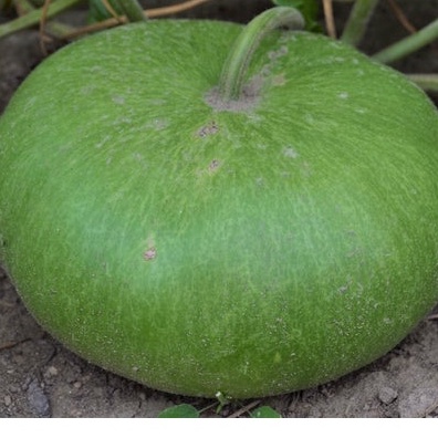 HẠT GIỐNG BẦU TRÒN DẸT NARYTA