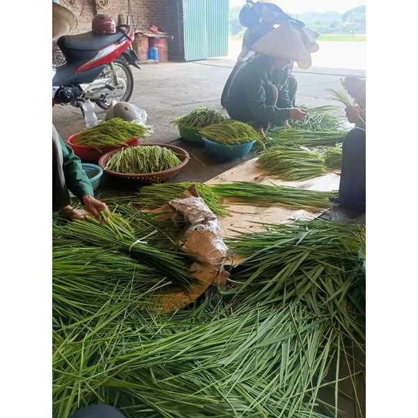 Đòng đòng ngâm rượu