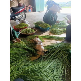 Đòng đòng ngâm rượu