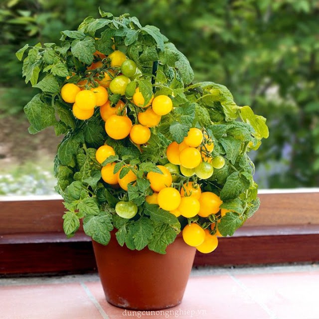 Hạt giống Cà Chua cherry lùn quả vàng 30 hạt