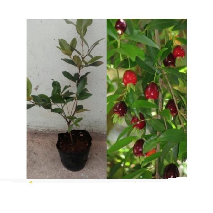 Sản phẩm Cây giống CHERRY Brazil chịu nhiệt - Cây giống F 1- hàng nhập khẩu + Tặng  phân hữu cơ cao cấp