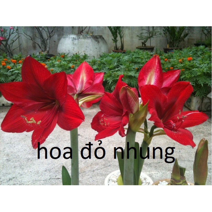 Củ hoa huệ tây gửi củ như hình 3