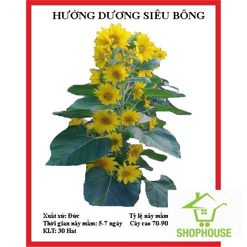 Shophouse Gói 30 hạt giống hướng dương siêu bông  SHOP HOUSE  TẾT KHUYẾN MẠI