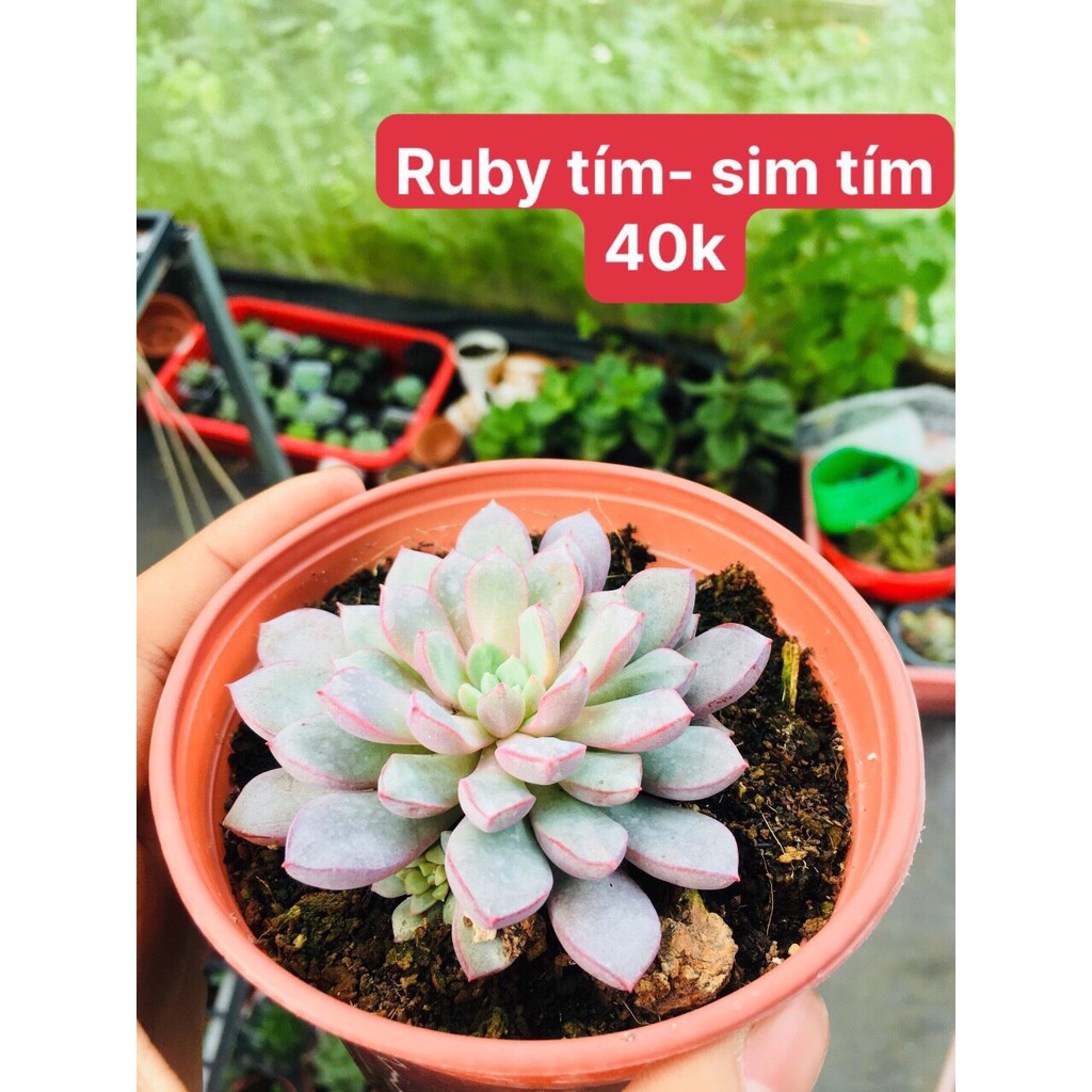 Sen đá Ruby Tím( Size trung)