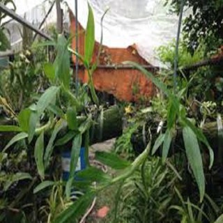 Hoa phong lan- hoàng thảo kèn+ 700g phân thỏ hữu cơ