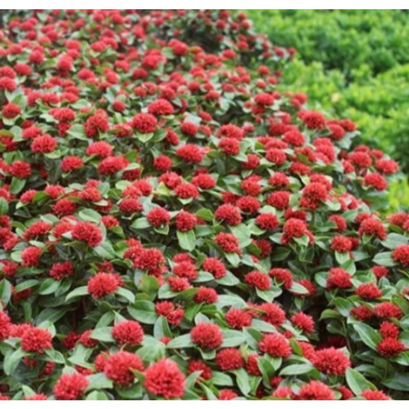 Cây Giống Bông Trang Sen_ mẫu đơn_