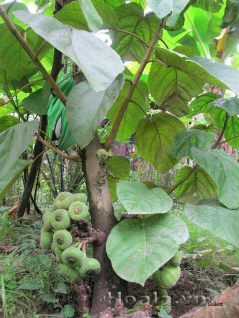 Cây Vả mật giống