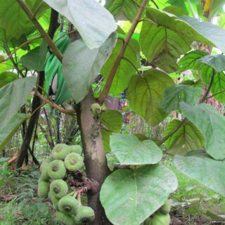 Cây Vả mật giống ( sung vả)