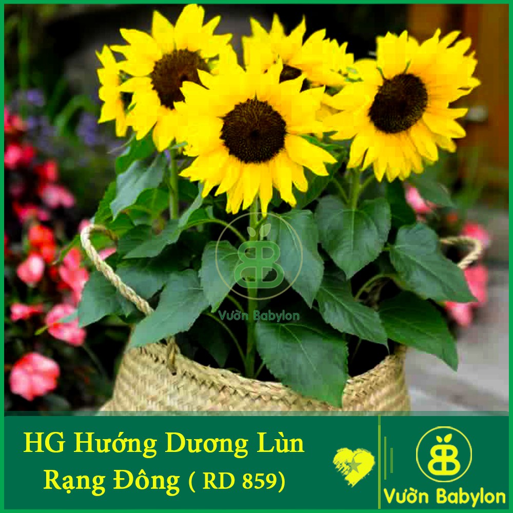 Hạt Giống Hoa Hướng Dương Lùn 10 Hạt