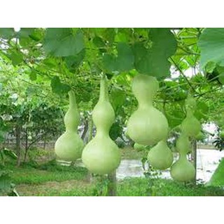 Gói 10 hạt giống bầu hồ lô mini F1