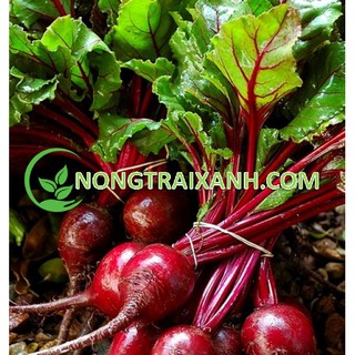 5GR - HẠT GIỐNG CỦ DỀN ĐỎ