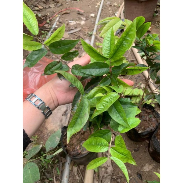 Giống Nho Thân Gỗ Kim Cương