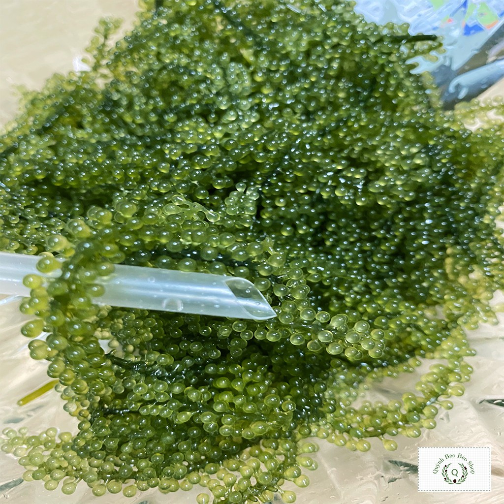 (100g) Rong nho tách nước Nha Trang giòn ngon | BigBuy360 - bigbuy360.vn