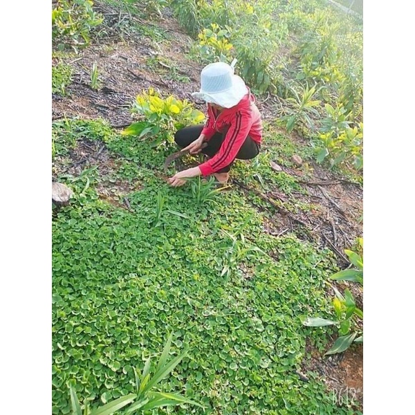 (Giá 200gr-500gr)Rau Má Khô hàng tự nhiên phơi nắng xanh.sạch.đẹp