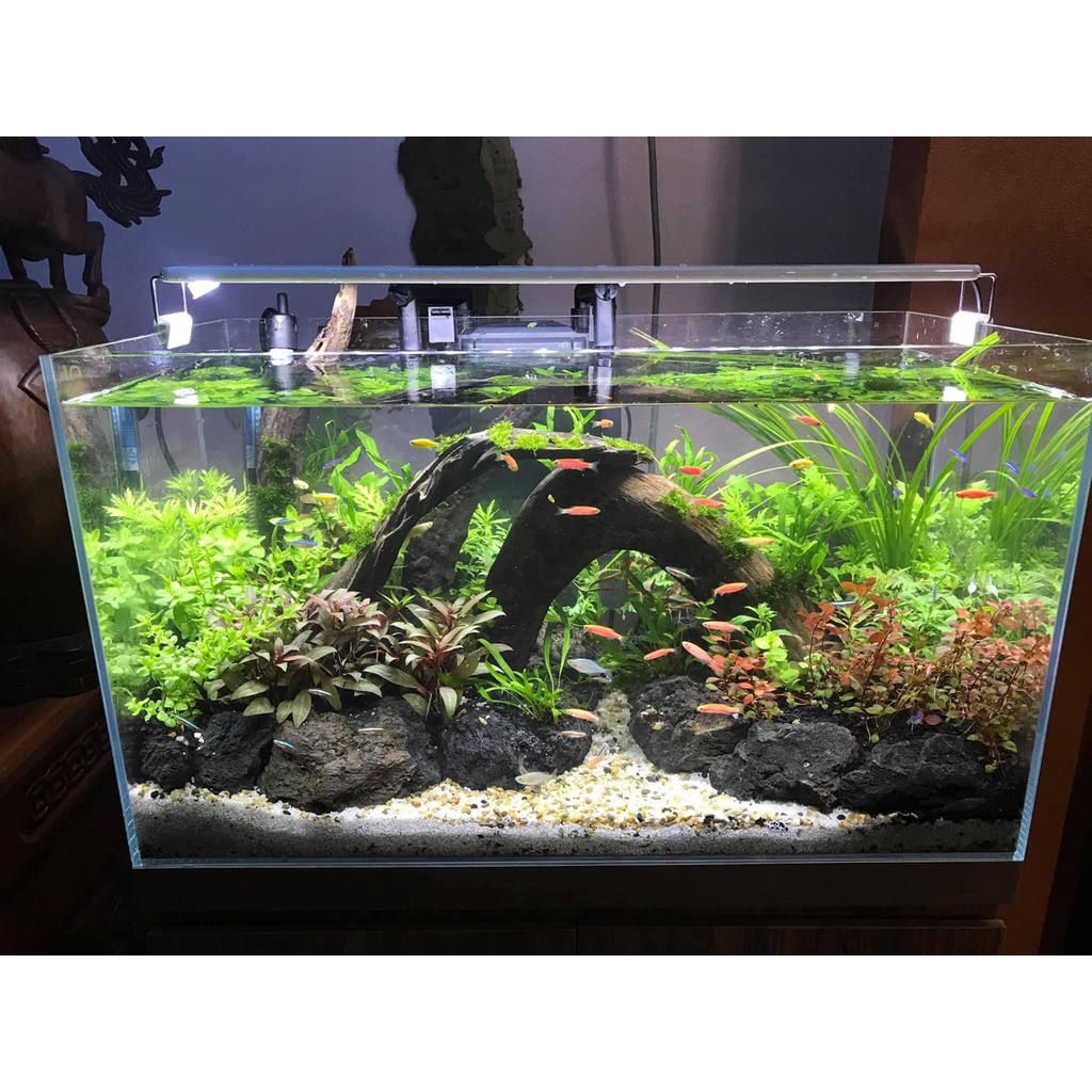 Bể cá kính siêu trong dài 60cm mài full vi tính, dán giấu keo đẹp - Bể cá cảnh thủy sinh để bàn