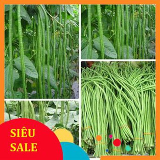 20g Hạt giống Đậu đũa (tặng gói kích nẩy mầm và hướng dẫn) VIETPHAT