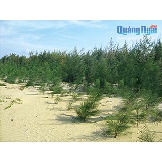 Hạt giống cây phi lao (Xi lau, cây Dương, Dương liễu. )- 1 gói 10 hạt