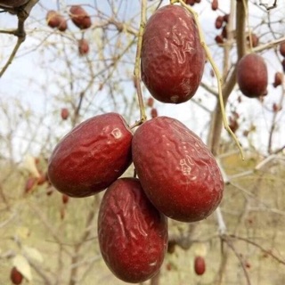 TÁO ĐỎ KHÔ TỰ NHIÊN