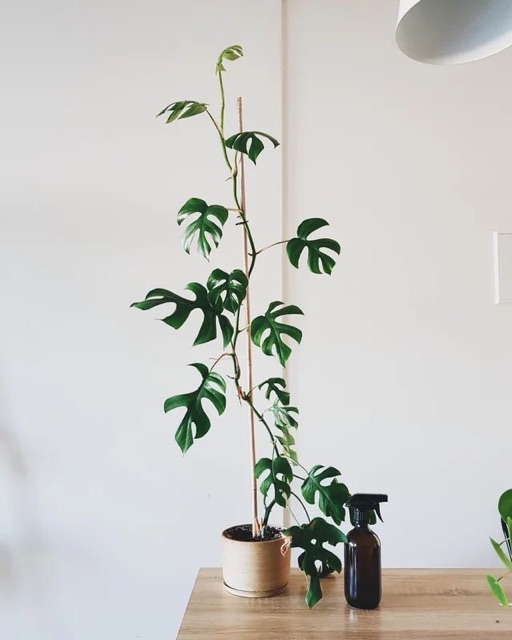 Chậu cứng monstera lá nhỏ