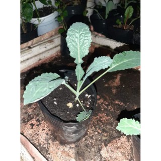 Cây giống cải Kale