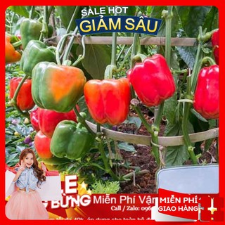 Hạt Giống Ớt Ngọt F1 - 30 Hạt / Gói