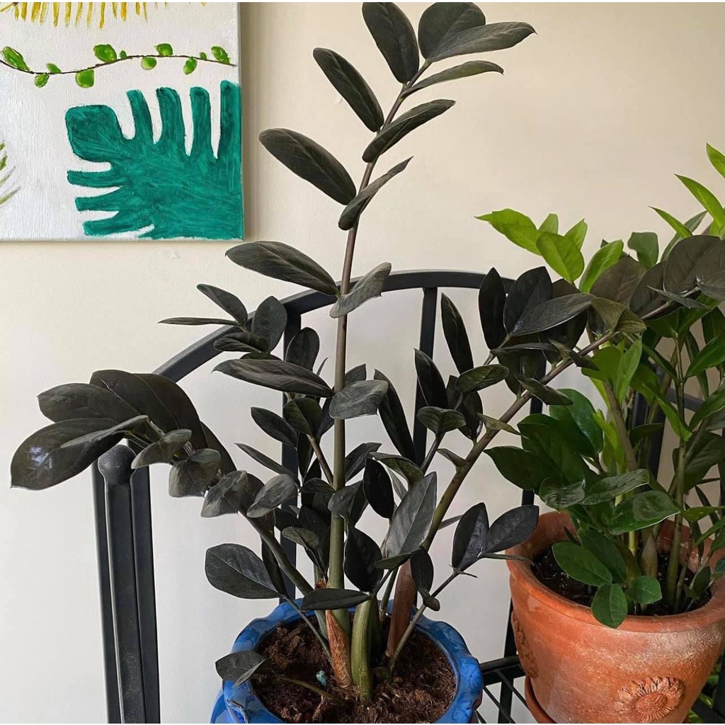 Kim Tiền Đen siêu hiếm -