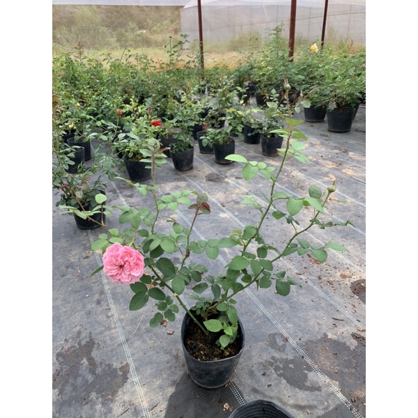 Cây hoa hồng ngoại Carey - cây nguyên chậu
