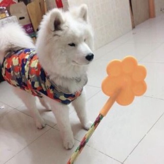 Roi tét đít thú cưng rèn kỷ luật gậy huấn luyện chó mèo biết nghe lời (màu ngẫu nhiên)