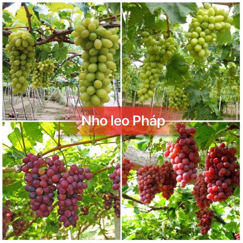 Hạt giống nho Pháp siêu quả, siêu ngọt F1