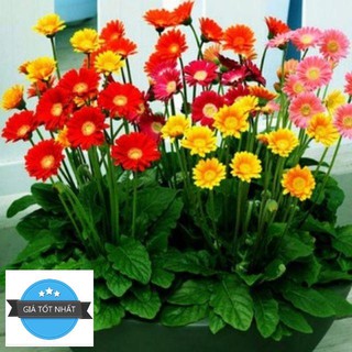 Hạt giống hoa đồng tiền mix 100 hạt/ gói