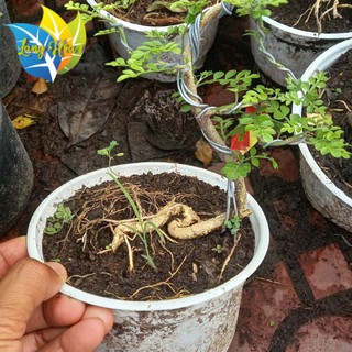 Cây Cần Thăng bonsai mini || Trang trí bàn làm việc || siêu xinh