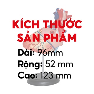 MÔ HÌNH GIẢI PHẪU - TIM NGƯỜI
