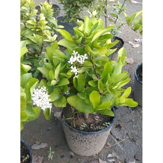 Chậu bông trang Trắng lá trung