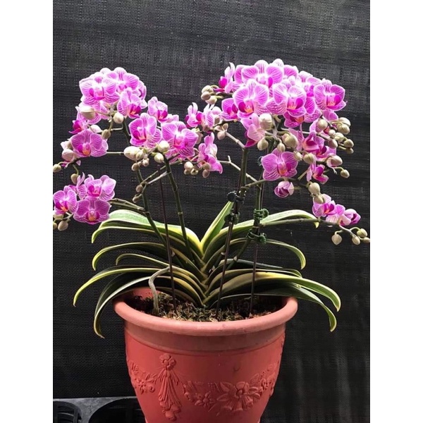 Hồ điệp lá biên chậu nhiều size