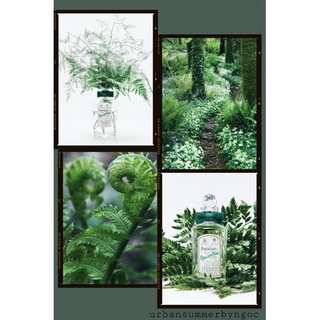 Mẫu thử 10ml nước hoa Penhaligon's English Fern