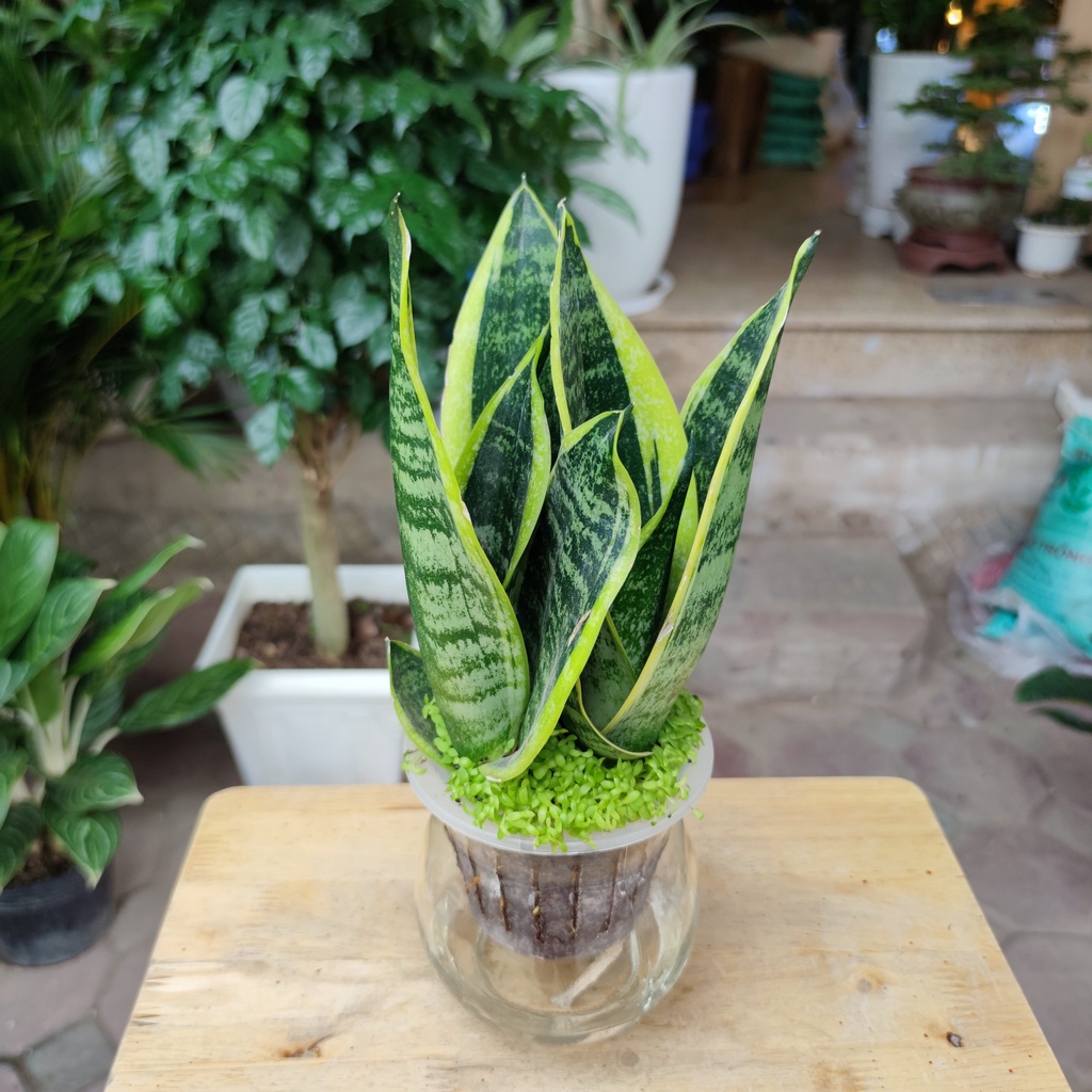 cây lưỡi hổ thủy sinh nền cỏ chậu thủy tinh cao cấp ,cây phong thủy lọc không khí trấn trạch cao 30-35cm