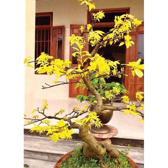 Cây hoa mai lá ngọc cành vàng - bonsai gốc ghép đẹp