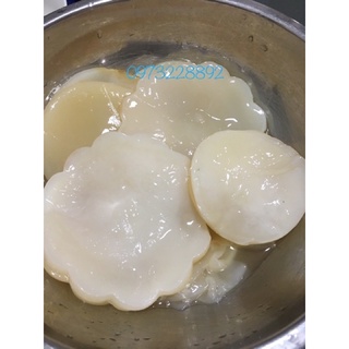 Combo Scoby kèm nước mồi làm trà Kombucha