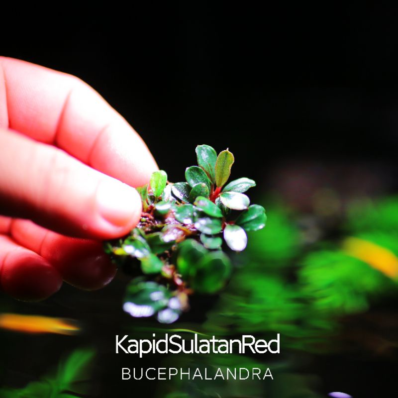 Kapid Sulatan Red | Cây thủy sinh lá siêu đỏ | Hàng bụi | Lá cạn