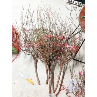 Cành đào bích loại 2 trưng tết đẹp